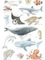Picture of Sea Life _GroupedProduct_Rectangle_Portrait_Unframed_Print_Only_