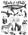 Picture of Black and white Animals _GroupedProduct_Rectangle_Portrait_Unframed_Print_Only_
