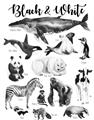 Picture of Black and white Animals _GroupedProduct_Rectangle_Portrait_Unframed_Print_Only_