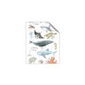 Picture of Sea Life _GroupedProduct_Rectangle_Portrait_Unframed_Print_Only_