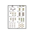 Picture of Dino Number Chart II  _GroupedProduct_Rectangle_Portrait_Canvas_Framed_