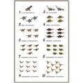 Picture of Dino Number Chart II  _GroupedProduct_Rectangle_Portrait_Canvas_Framed_