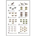 Picture of Dino Number Chart II  _GroupedProduct_Rectangle_Portrait_Canvas_Framed_