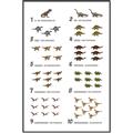 Picture of Dino Number Chart II  _GroupedProduct_Rectangle_Portrait_Canvas_Framed_