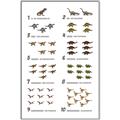 Picture of Dino Number Chart II  _GroupedProduct_Rectangle_Portrait_Canvas_Framed_