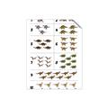 Picture of Dino Number Chart I _GroupedProduct_Rectangle_Portrait_Unframed_Print_Only_