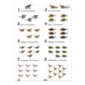 Picture of Dino Number Chart II  _GroupedProduct_Rectangle_Portrait_Unframed_Print_Only_