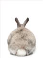 Picture of Behind Bunny _GroupedProduct_Rectangle_Portrait_Unframed_Print_Only_