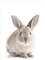 Picture of In Front Bunny _GroupedProduct_Rectangle_Portrait_Unframed_Print_Only_