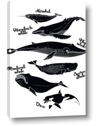Picture of Ocean Life Black and White