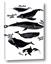 Picture of Ocean Life Black and White
