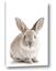 Picture of In Front Bunny
