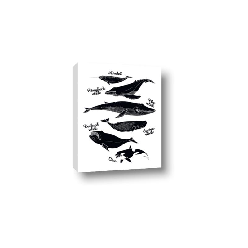 Picture of Ocean Life Black and White _GroupedProduct_Rectangle_Portrait_Canvas_