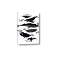 Picture of Ocean Life Black and White _GroupedProduct_Rectangle_Portrait_Canvas_