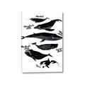 Picture of Ocean Life Black and White _GroupedProduct_Rectangle_Portrait_Canvas_