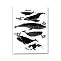 Picture of Ocean Life Black and White _GroupedProduct_Rectangle_Portrait_Canvas_