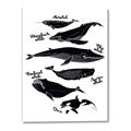Picture of Ocean Life Black and White _GroupedProduct_Rectangle_Portrait_Canvas_