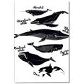 Picture of Ocean Life Black and White _GroupedProduct_Rectangle_Portrait_Canvas_