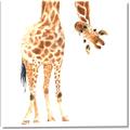 Picture of Bending over Giraffe _GroupedProduct_Square_Canvas_