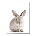 Picture of In Front Bunny _GroupedProduct_Rectangle_Portrait_Canvas_