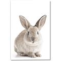 Picture of In Front Bunny _GroupedProduct_Rectangle_Portrait_Canvas_