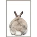 Picture of Behind Bunny _GroupedProduct_Rectangle_Portrait_Canvas_Framed_