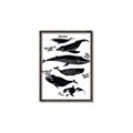 Picture of Ocean Life Black and White _GroupedProduct_Rectangle_Portrait_Canvas_Framed_
