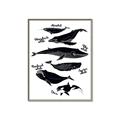 Picture of Ocean Life Black and White _GroupedProduct_Rectangle_Portrait_Canvas_Framed_