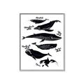 Picture of Ocean Life Black and White _GroupedProduct_Rectangle_Portrait_Canvas_Framed_