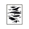Picture of Ocean Life Black and White _GroupedProduct_Rectangle_Portrait_Canvas_Framed_