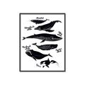 Picture of Ocean Life Black and White _GroupedProduct_Rectangle_Portrait_Canvas_Framed_