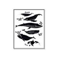 Picture of Ocean Life Black and White _GroupedProduct_Rectangle_Portrait_Canvas_Framed_
