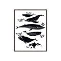 Picture of Ocean Life Black and White _GroupedProduct_Rectangle_Portrait_Canvas_Framed_