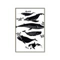Picture of Ocean Life Black and White _GroupedProduct_Rectangle_Portrait_Canvas_Framed_