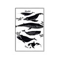 Picture of Ocean Life Black and White _GroupedProduct_Rectangle_Portrait_Canvas_Framed_