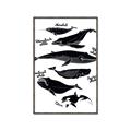 Picture of Ocean Life Black and White _GroupedProduct_Rectangle_Portrait_Canvas_Framed_