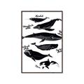 Picture of Ocean Life Black and White _GroupedProduct_Rectangle_Portrait_Canvas_Framed_