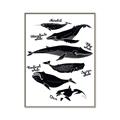 Picture of Ocean Life Black and White _GroupedProduct_Rectangle_Portrait_Canvas_Framed_