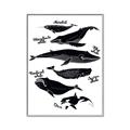 Picture of Ocean Life Black and White _GroupedProduct_Rectangle_Portrait_Canvas_Framed_