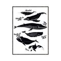 Picture of Ocean Life Black and White _GroupedProduct_Rectangle_Portrait_Canvas_Framed_