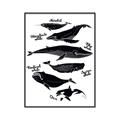 Picture of Ocean Life Black and White _GroupedProduct_Rectangle_Portrait_Canvas_Framed_