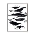 Picture of Ocean Life Black and White _GroupedProduct_Rectangle_Portrait_Canvas_Framed_