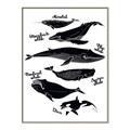 Picture of Ocean Life Black and White _GroupedProduct_Rectangle_Portrait_Canvas_Framed_