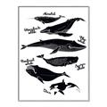 Picture of Ocean Life Black and White _GroupedProduct_Rectangle_Portrait_Canvas_Framed_