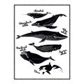 Picture of Ocean Life Black and White _GroupedProduct_Rectangle_Portrait_Canvas_Framed_
