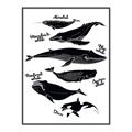 Picture of Ocean Life Black and White _GroupedProduct_Rectangle_Portrait_Canvas_Framed_