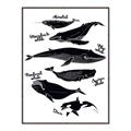 Picture of Ocean Life Black and White _GroupedProduct_Rectangle_Portrait_Canvas_Framed_