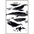 Picture of Ocean Life Black and White _GroupedProduct_Rectangle_Portrait_Canvas_Framed_
