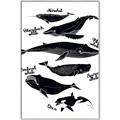 Picture of Ocean Life Black and White _GroupedProduct_Rectangle_Portrait_Canvas_Framed_