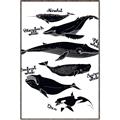 Picture of Ocean Life Black and White _GroupedProduct_Rectangle_Portrait_Canvas_Framed_